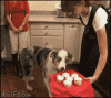 ukAAY4o.gif