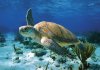 SEATURTLE1.jpg