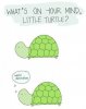 little turtle.jpg
