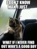 pug-dog-meme.jpg