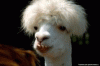 10141.gif