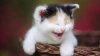 upload_2015-11-29_1-20-0.jpeg