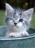 8-3-12-crazy-cute-funny-animal-photos13.jpg