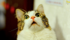 why-is-cat-scared-rain-thunder.png