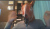 horse.png
