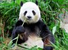 Volunteering_Panda_620.jpg
