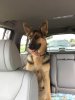 My dog.jpg