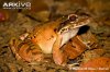 Mountain-chicken-side-view.jpg