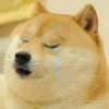 crydoge.jpg
