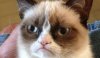 top-five-funny-cats-on-the-internet-grumpy-cat.jpg