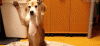 Dog.gif