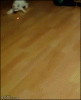 BEST GIF EVER.gif