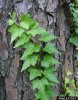 English Ivy.jpg