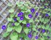 Morning Glory.jpg