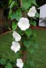 Moon Flower.jpg