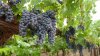 grape vines.jpg