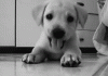 omg.gif