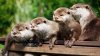 otter_animal_logs_101103_1920x1080.jpg
