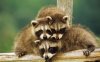 Baby-Animal-Wallpaper-HD.jpg