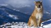 mountain-lion-animal-hd-1920x1080.jpg