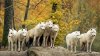 desktop-animated-moving-images-of-dogs-download.jpg