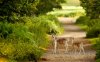 Beautiful-Deer-Desktop-Wallpapers.jpg