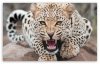 animal_5-t2.jpg