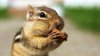 chipmunk-wallpapers-1080p-1080x608.jpg