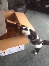 mittycat