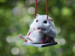 _Hamster_Boy_