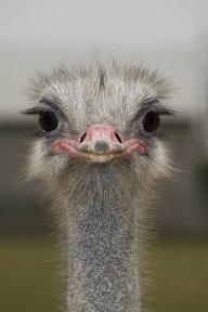 Aussie_Ostrich