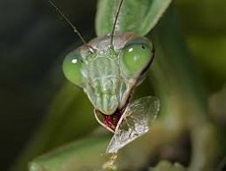 PlayingMantis