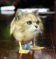 CatzAreBai