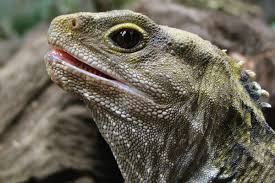 Tuatara