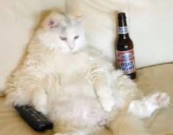 ChubbyChapcat