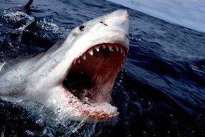 ElectroShark