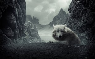 iWolfe