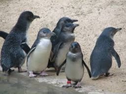 PvPPenguin