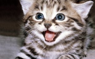 GracieCat