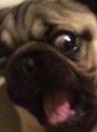 Alexpugz