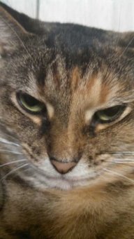 Falloutgurl13