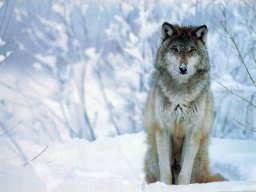 CheanadaWolf