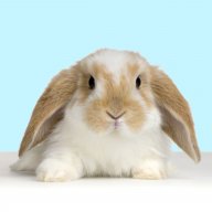 iballisticbunny6