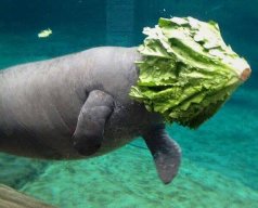 SeaCow
