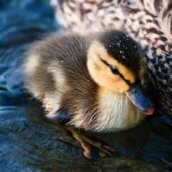 Ducky