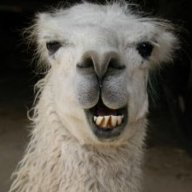 Alpaca_Pancakes