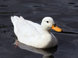 GbDuck