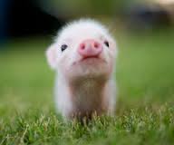 PiggyButts
