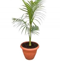 WateringPlants
