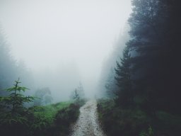 Soignes
